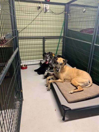 47 Dog Depot, LLC - Tallassee, AL