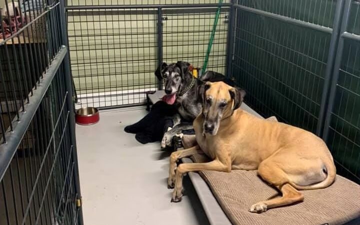 47 Dog Depot, LLC - Tallassee, AL