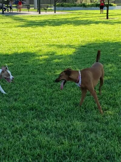 Gary B Jones Park for People and Pups - Tamarac, FL