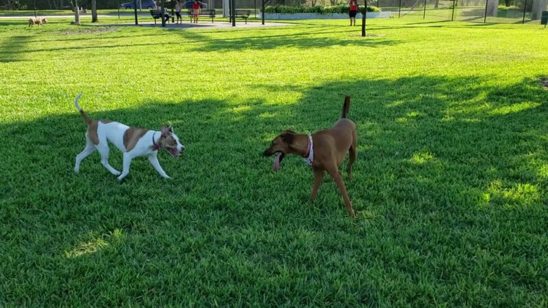 Gary B Jones Park for People and Pups - Tamarac, FL