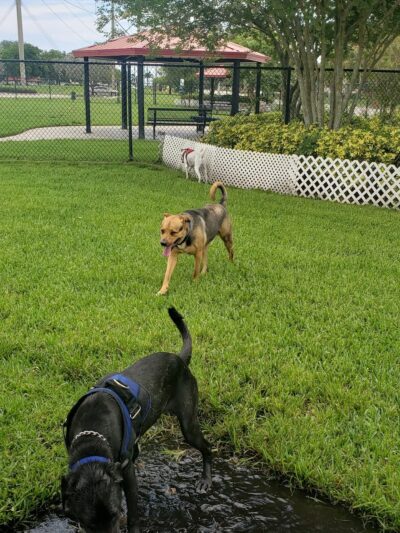 Gary B Jones Park for People and Pups - Tamarac, FL