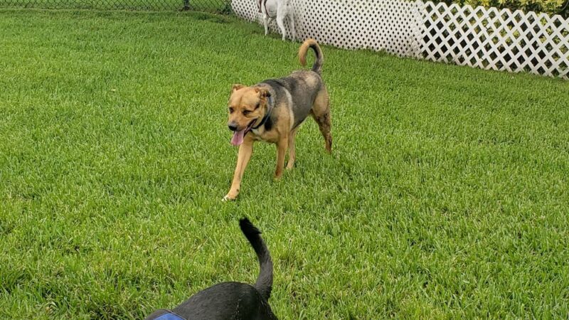 Gary B Jones Park for People and Pups - Tamarac, FL