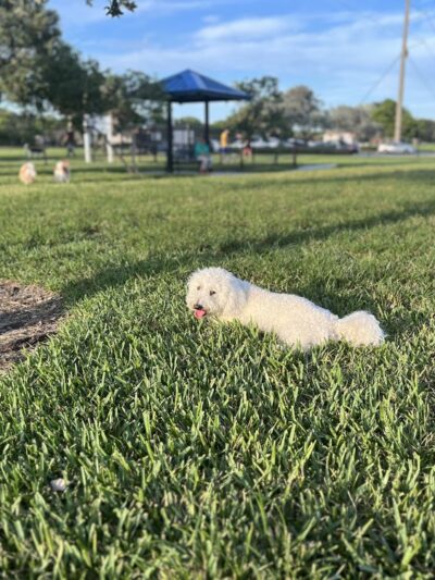 Gary B Jones Park for People and Pups - Tamarac, FL