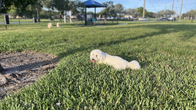 Gary B Jones Park for People and Pups - Tamarac, FL