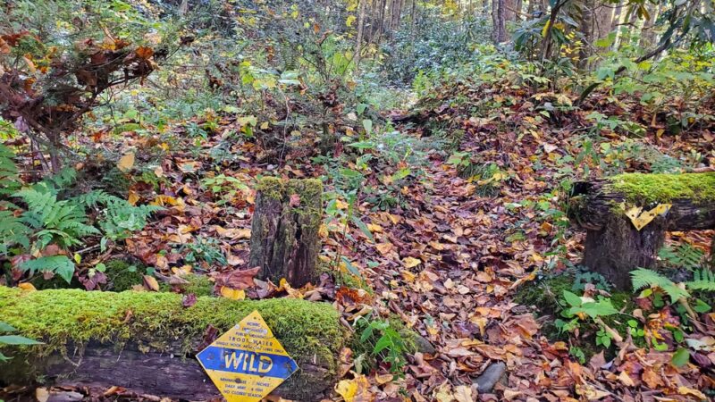 Snowbird Creek Trailhead - Tapoco, NC