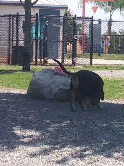Tarpon Springs Dog Park - Tarpon Springs, FL