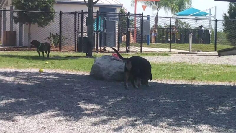 Tarpon Springs Dog Park - Tarpon Springs, FL