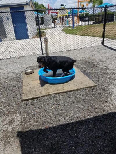 Tarpon Springs Dog Park - Tarpon Springs, FL