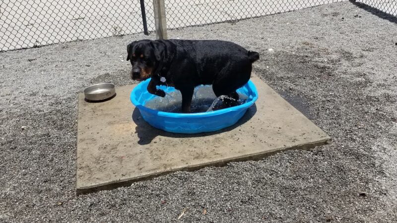 Tarpon Springs Dog Park - Tarpon Springs, FL