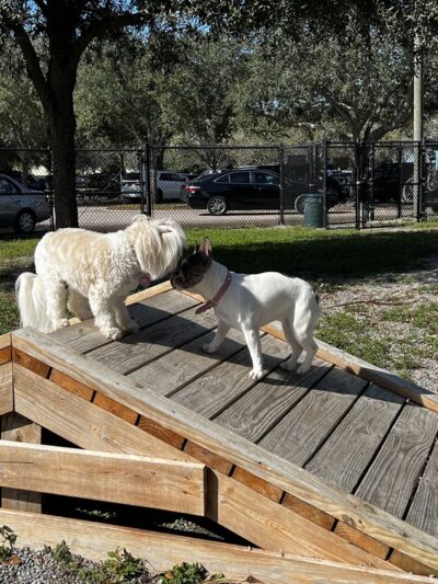 Tarpon Springs Dog Park - Tarpon Springs, FL