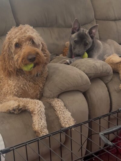 Taunton Animal Care Facility - Taunton, MA