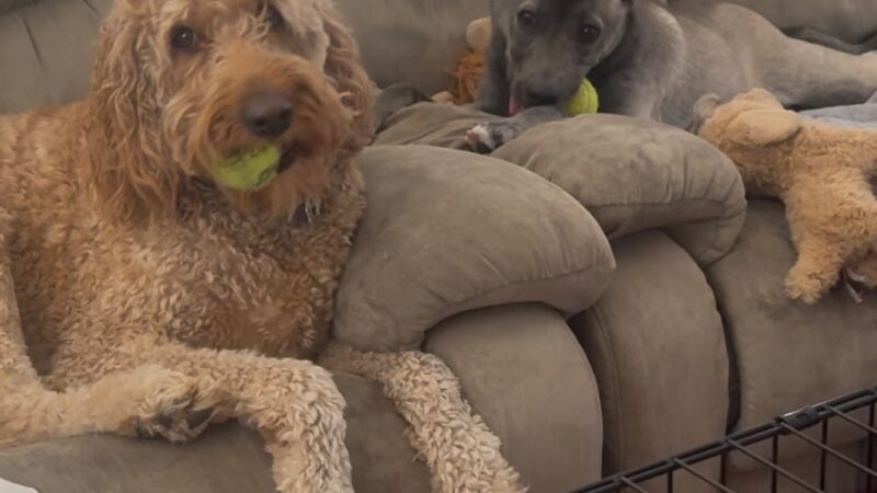 Taunton Animal Care Facility - Taunton, MA