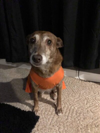 Taunton Animal Care Facility - Taunton, MA