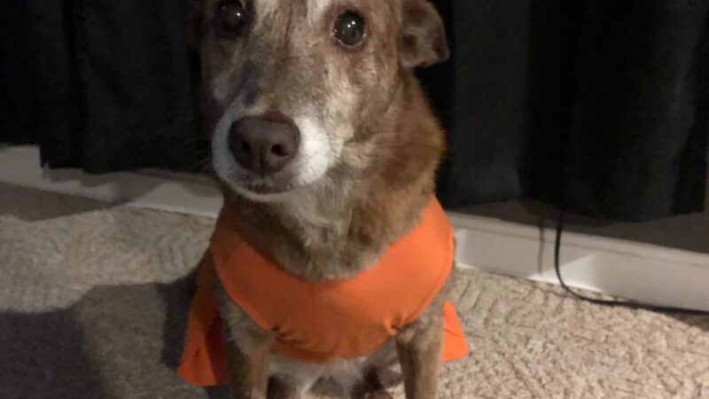 Taunton Animal Care Facility - Taunton, MA