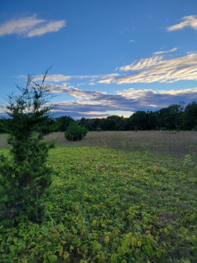 Westville Conservation Area - Taunton, MA