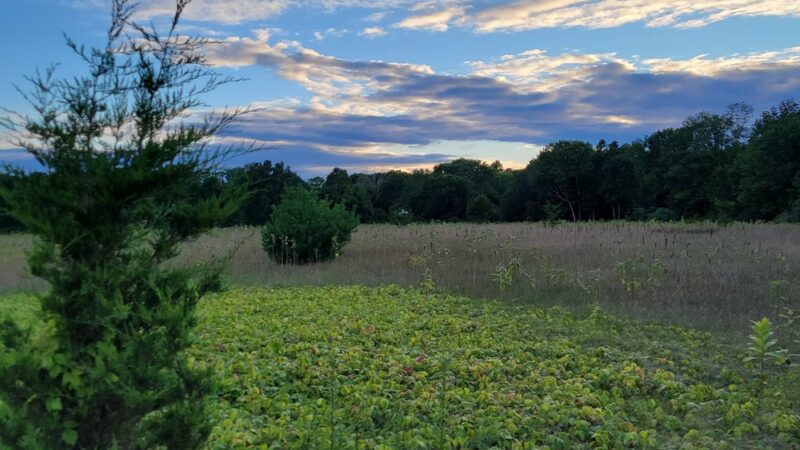 Westville Conservation Area - Taunton, MA