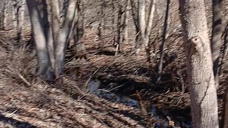 Westville Conservation Area - Taunton, MA