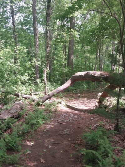 Westville Conservation Area - Taunton, MA