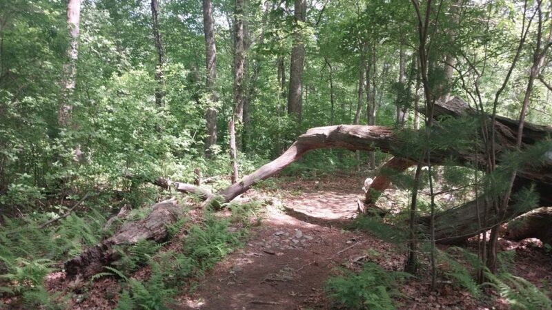 Westville Conservation Area - Taunton, MA