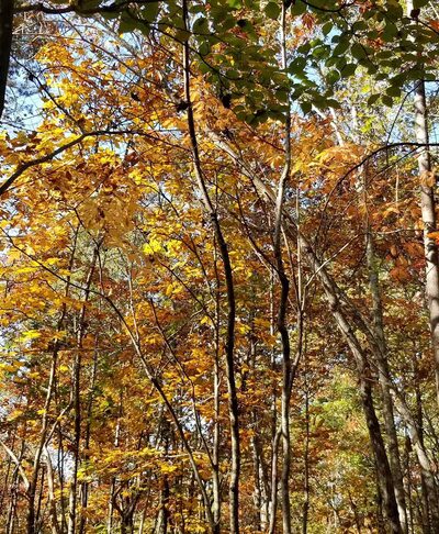 Point Park - Taylorsville, NC