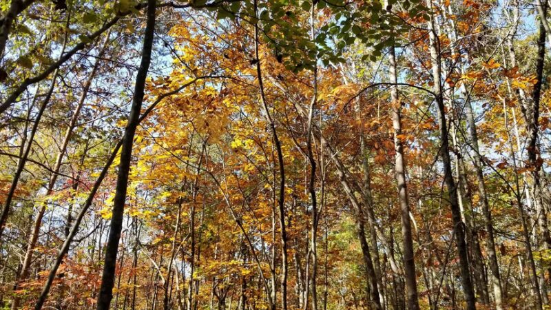 Point Park - Taylorsville, NC