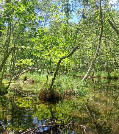 South Fork Citico Creek Trailhead - Tellico Plains, TN