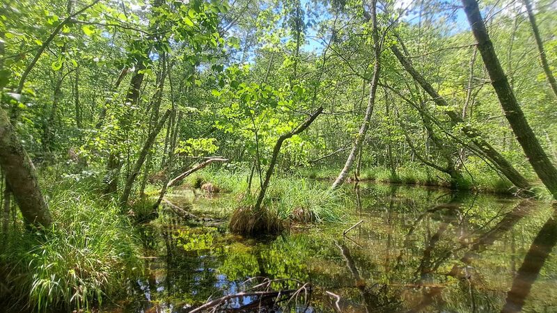 South Fork Citico Creek Trailhead - Tellico Plains, TN