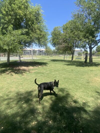 Creamery Dog Park - Tempe, AZ