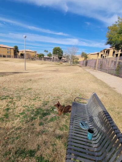 Creamery Dog Park - Tempe, AZ