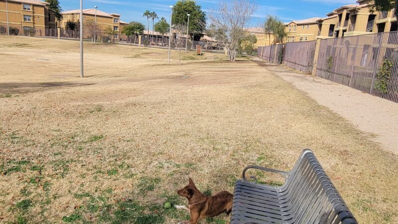 Creamery Dog Park - Tempe, AZ