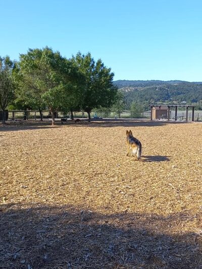 Vineyard Dog Park - Templeton, CA