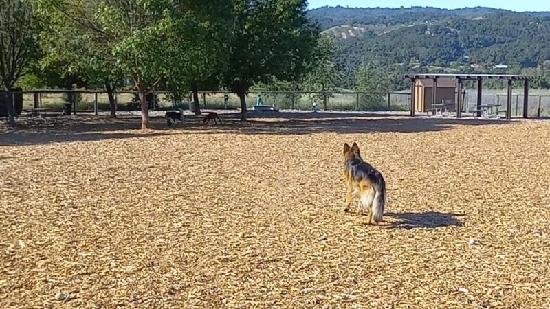 Vineyard Dog Park - Templeton, CA