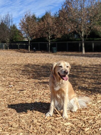 Vineyard Dog Park - Templeton, CA