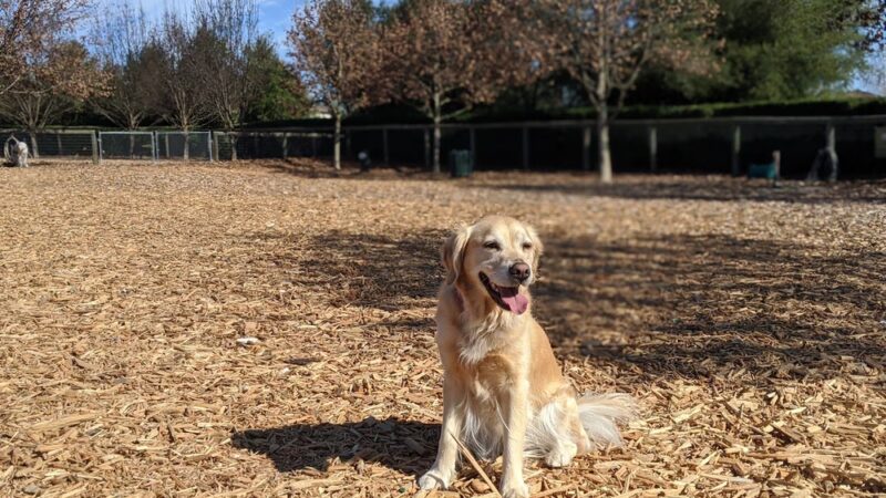 Vineyard Dog Park - Templeton, CA