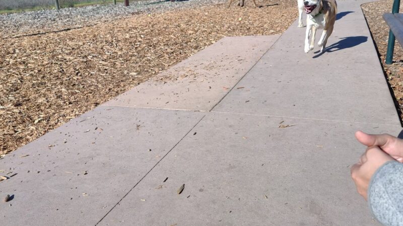 Vineyard Dog Park - Templeton, CA