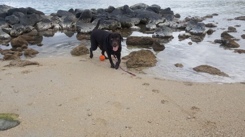 The Pet Gal Waikoloa - ,