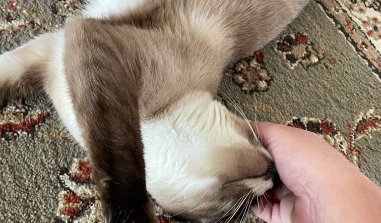 The Pet Gal Waikoloa - ,