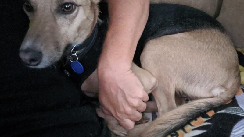 The Pet Gal Waikoloa - ,