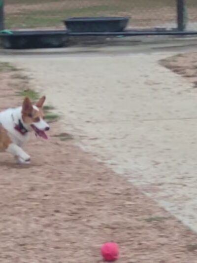 Bear Branch Dog Park - The Woodlands, TX