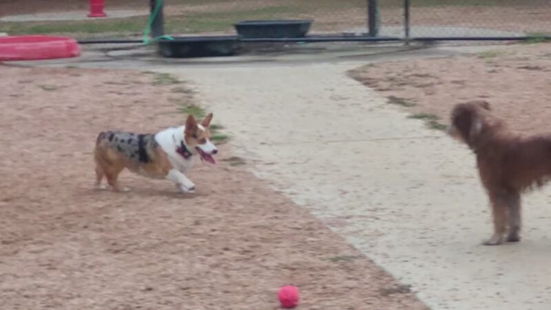 Bear Branch Dog Park - The Woodlands, TX