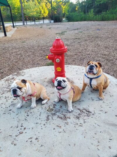 Bear Branch Dog Park - The Woodlands, TX