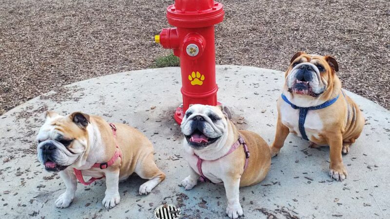 Bear Branch Dog Park - The Woodlands, TX