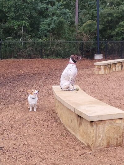 Bear Branch Dog Park - The Woodlands, TX