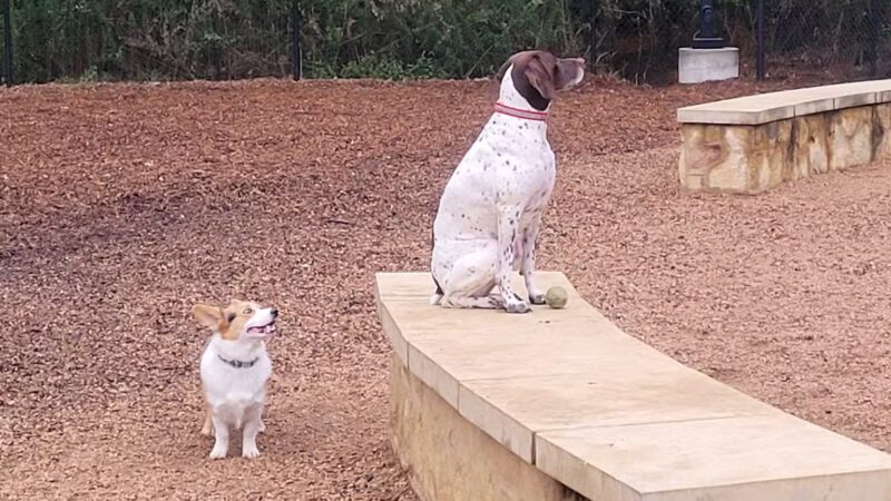 Bear Branch Dog Park - The Woodlands, TX