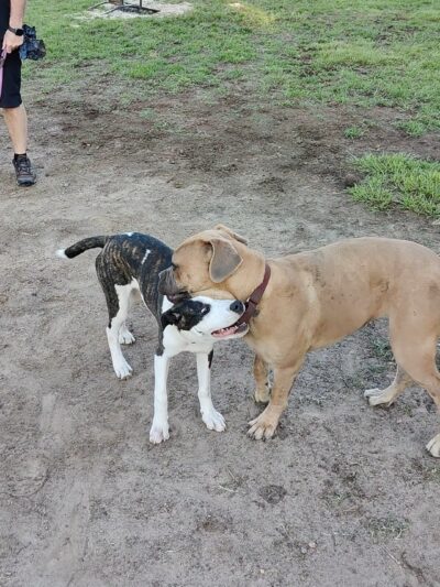 Cattail Park - The Woodlands, TX