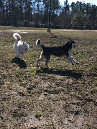 Cattail Park - The Woodlands, TX