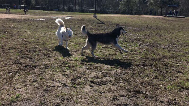 Cattail Park - The Woodlands, TX