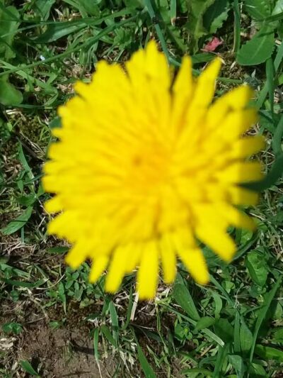 Knights of Columbus Community Park - Thomas, WV