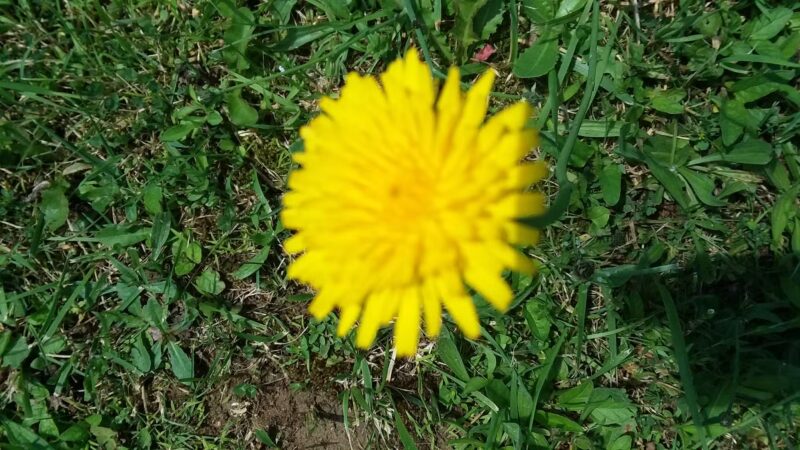 Knights of Columbus Community Park - Thomas, WV