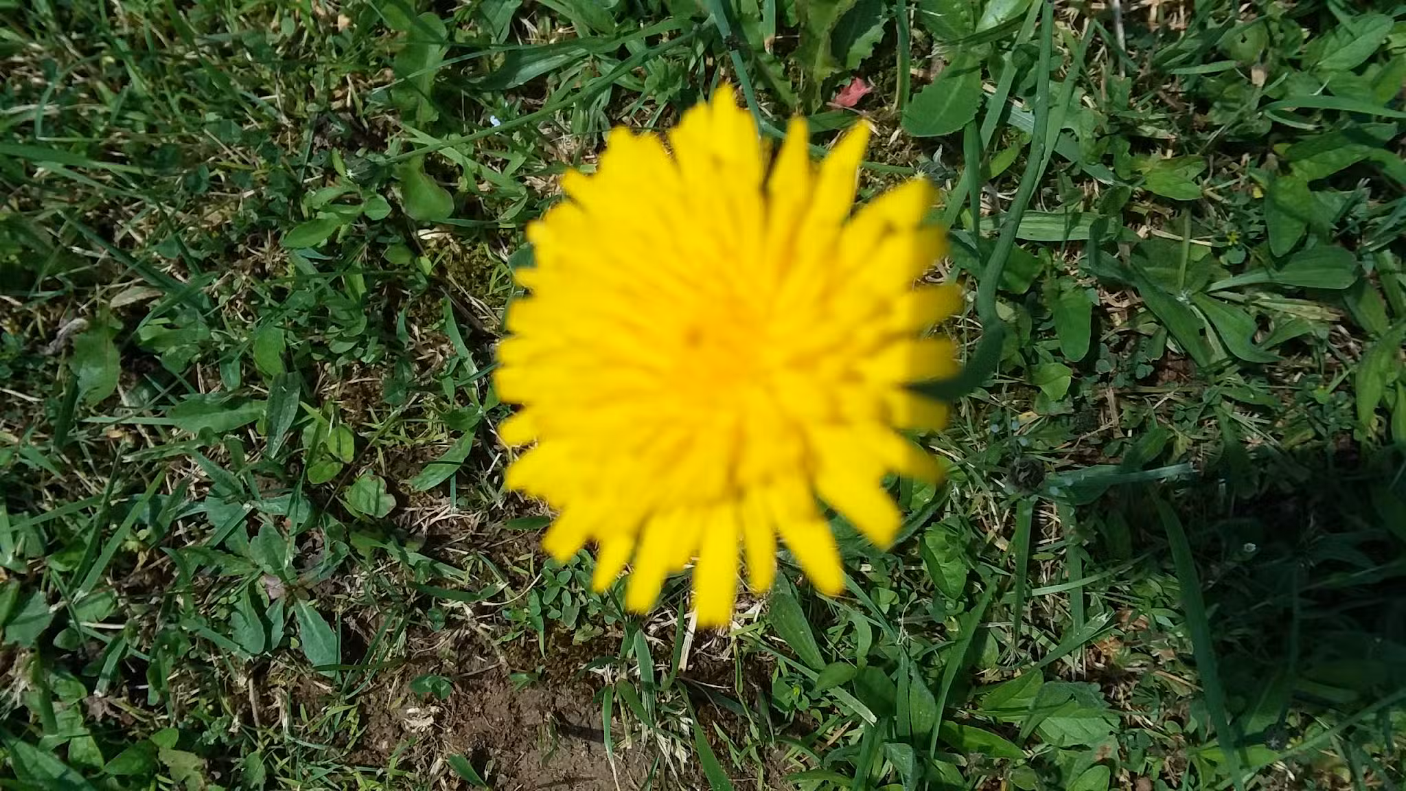 Knights of Columbus Community Park - Thomas, WV